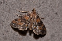 Parapoynx tenebralis