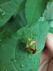 Acanthosoma haemorrhoidale