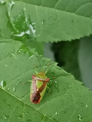 Acanthosoma haemorrhoidale