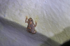 Phrynomantis annectens