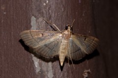 Bradina admixtalis