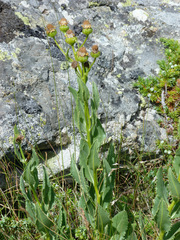 Senecio pyrenaicus
