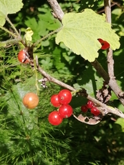 Ribes atropurpureum