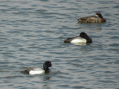 Aythya marila