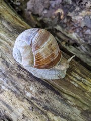 Helix pomatia
