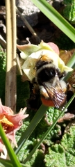 Bombus formosellus