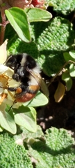 Bombus formosellus