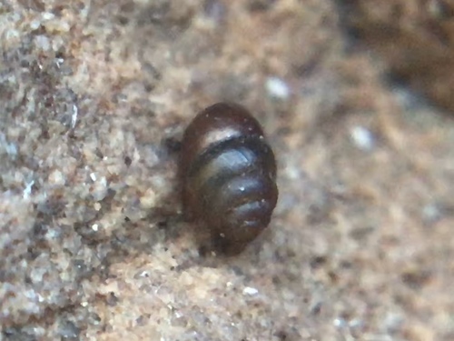 Cochlicopidae