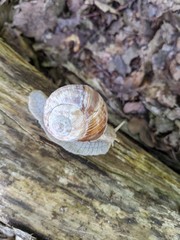 Helix pomatia