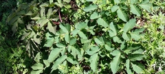 Angelica pubescens