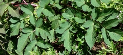Angelica pubescens