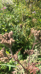 Phacelia tanacetifolia