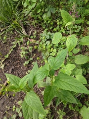 Scrophularia nodosa