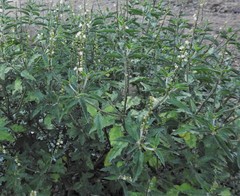 Croton bonplandianus