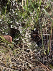 Cryptandra tomentosa