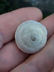 Sphincterochila