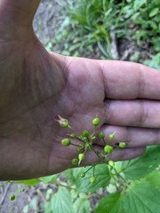 Scrophularia nodosa