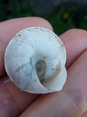 Sphincterochila