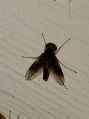 Chrysopilus quadratus