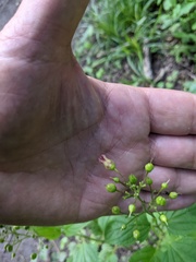 Scrophularia nodosa