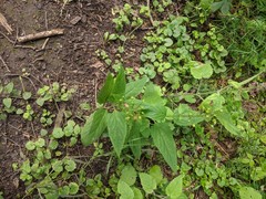 Scrophularia nodosa