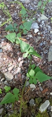 Senecio scandens incisus