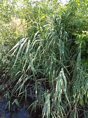 Phragmites australis