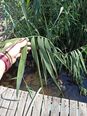 Phragmites australis