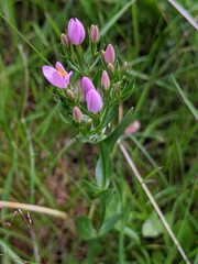 Centaurium erythraea