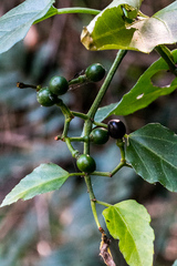 Cissus fragilis