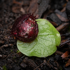 Corybas fimbriatus