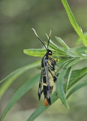 Synanthedon scoliaeformis
