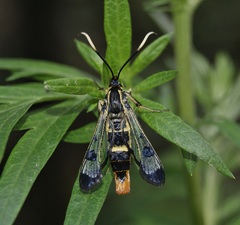 Synanthedon scoliaeformis