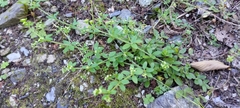 Galium formosense