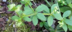 Galium formosense