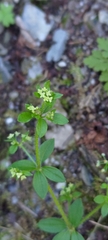 Galium formosense