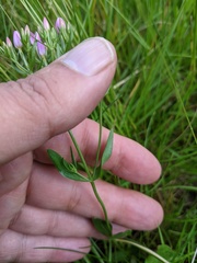 Centaurium erythraea