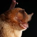 Mexican Funnel-eared Bat - Photo (c) Alex Borisenko, Biodiversity Institute of Ontario, some rights reserved (CC BY-NC-SA)