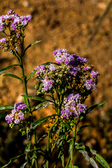 Ethulia conyzoides conyzoides