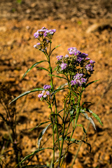 Ethulia conyzoides conyzoides