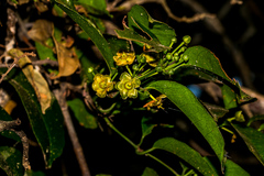 Salacia gerrardii