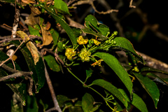 Salacia gerrardii