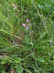 Centaurium erythraea