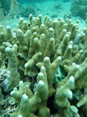Porites cylindrica