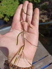 Potamogeton compressus