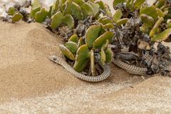 Psammophis leightoni