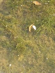 Potamogeton compressus