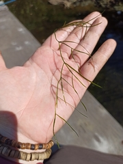 Potamogeton compressus