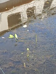 Sagittaria sagittifolia