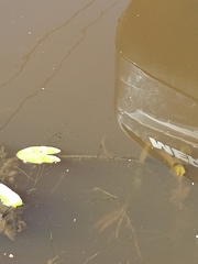 Sagittaria sagittifolia